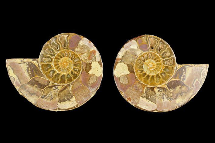 3.5" Cut & Polished Agatized Ammonite Fossil (Pair)- Jurassic